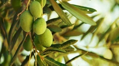 کاهش وابستگی به سموم شیمیایی در باغ‌های زیتون؛ راهکار زیستی پژوهشگران گیلان خسارت مگس زیتون را ۲۰ درصد کاهش داد