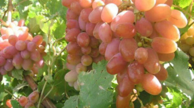 عضو هیأت علمی مرکز تحقیقات و آموزش کشاورزی و منابع طبیعی خراسان شمالی در گفت‌وگو با ایسنا؛