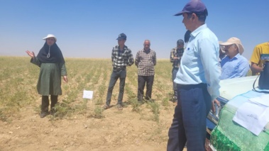 برگزاری روز مزرعه حبوبات و غلات دیم