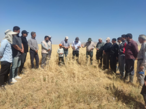 برگزاری روز مزرعه در اراضی روستای مروارید شهرستان زنجان