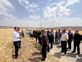 برگزاری روز مزرعه گندم