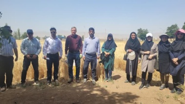بازدید معاونت محترم پژوهشی موسسه دیم کشور از مزارع تولید بذر گندم استان زنجان