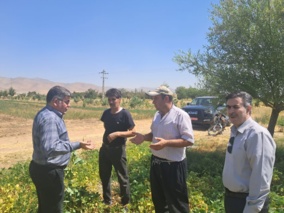 بازدید از مزارع لوبیا در شهرستان زنجان